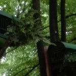 resized_IMG_20160529_072614