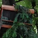 resized_IMG_20160529_072726